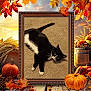 animal, autumn_leaves, barrel, black_and_white_cat, brown, carpet, cat, decor, fall_season, feline, harvest, indoor, nature, orange, pet, picture_frame, pumpkin, rustic, seasonal, yellow
