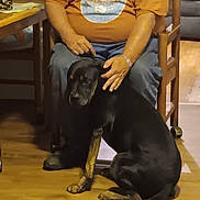 Cobalt joined the competition — help win amazing prizes! black_dog, brown_markings, casual, comfort, dog, domestic, floor, footwear, hand, home, indoor, jeans, orange_shirt, person, petting, seated, table, warm_lighting, wooden_chair, wooden_floor