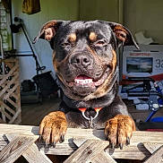 Cobalt joined the competition — help win amazing prizes! dog, rottweiler, smiling, pet, animal, fence, wood, outdoor, sunlight, collar, paw, portrait, happy, domestic, canine, house, background, daylight, closeup, guard_dog