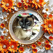 Sophie is registered to the contest to win money with this photo: cat, siamese_cat, flower, orange_flower, white_flower, decorative_frame, pearl, ornament, whiskers, fur, animal, pet, collar, indoor, blurred_background, round_frame, closeup, portrait, feline, cute