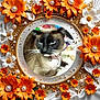 cat, siamese_cat, flower, orange_flower, white_flower, decorative_frame, pearl, ornament, whiskers, fur, animal, pet, collar, indoor, blurred_background, round_frame, closeup, portrait, feline, cute