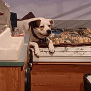 Cricket is registered to the contest to win money with this photo: blanket, canine, collar, comfort, cozy, dog, domestic, furniture, home, household, indoor, mattress, paws, pet, relaxed, resting, room, side_view, sleeping_area, wood