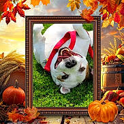 Cricket is registered to the contest to win money with this photo: dog, grass, red_harness, autumn_leaves, pumpkin, picture_frame, fall, playful, outdoor, smiling_dog, rustic, harvest, nature, seasonal, greenery, wooden_frame, festive, fall_vibes, pet, happy
