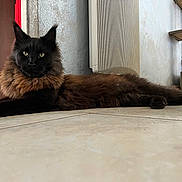 Ulix a rejoint le concours — aidez-le/la à gagner de superbes lots ! cat, black_cat, fluffy, long_fur, indoor, floor, tile_floor, cat_tree, pet, animal, relaxed, looking_at_camera, feline, mane, home, heater, resting, cute, domestic_cat, mammal