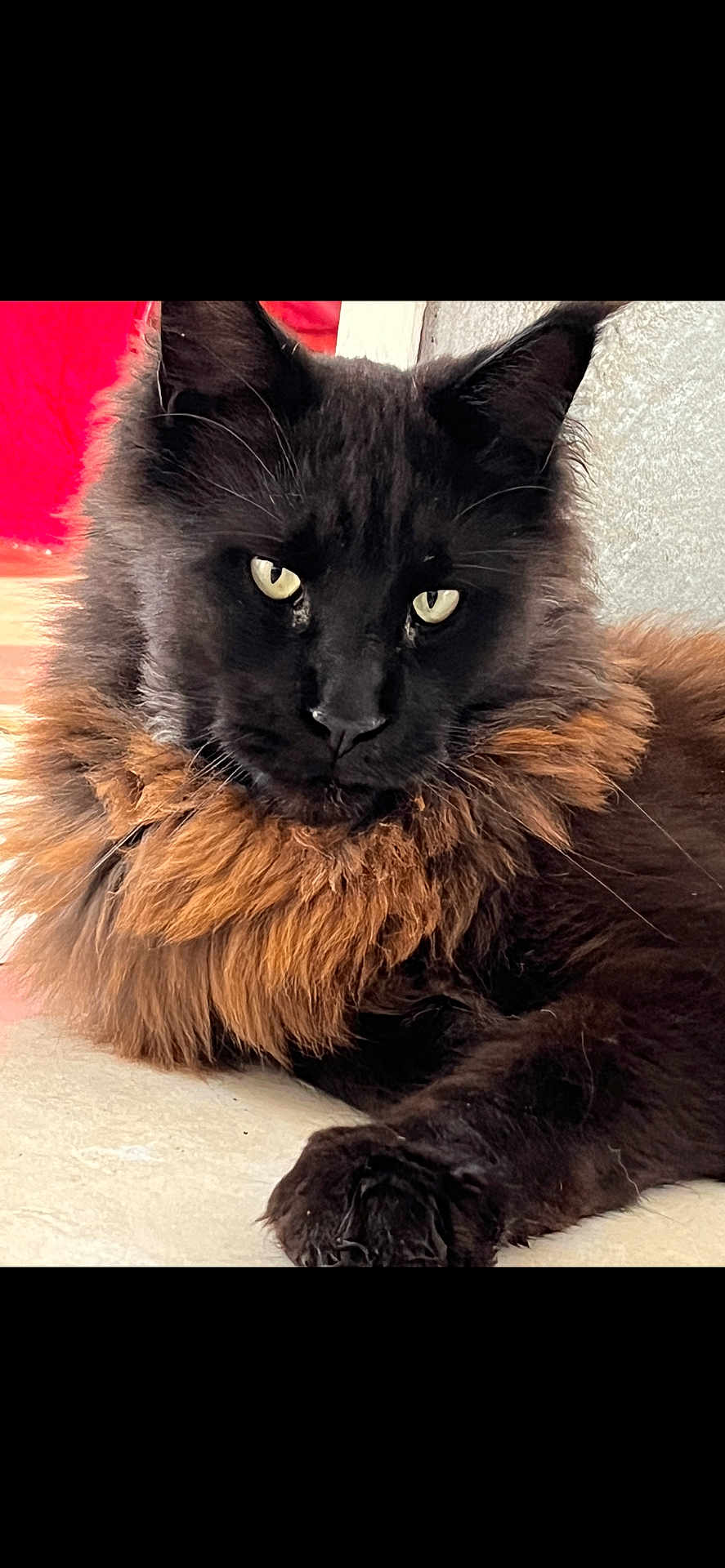 Ulix participe au concours pour gagner de l'argent avec cette photo : cat, black_cat, long_fur, yellow_eyes, pet, animal, feline, close_up, portrait, indoor, resting, fluffy, mammal, whiskers, paw, relaxed, cute, fur, domestic_animal, alert