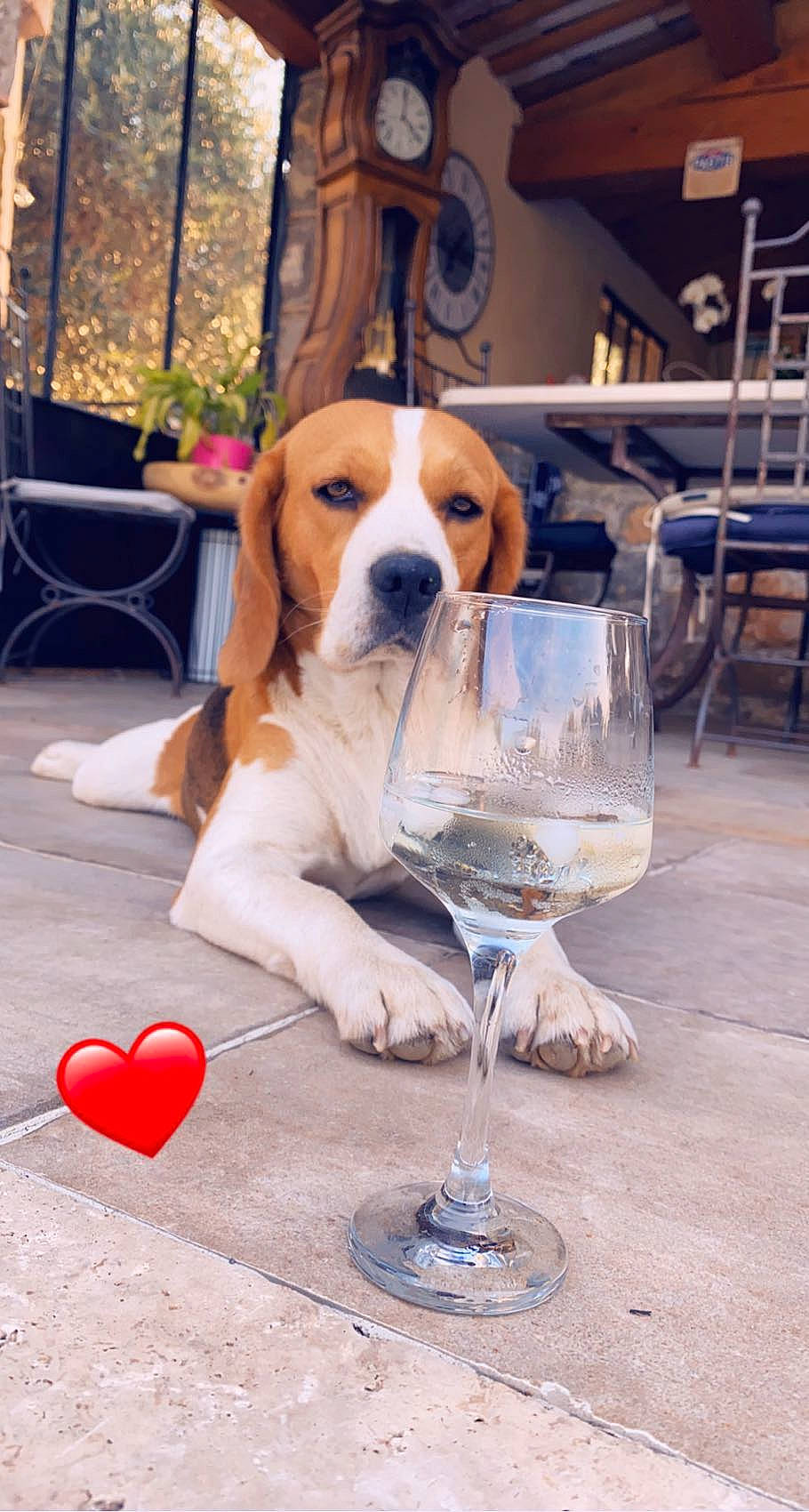 Polka participe au concours pour gagner de l'argent avec cette photo : barware, carnivore, chair, champagne_stemware, companion_dog, dog, dog_breed, drinkware, flooring, flowerpot, furniture, glass, houseplant, plant, scent_hound, serveware, stemware, table, tableware, wine_glass