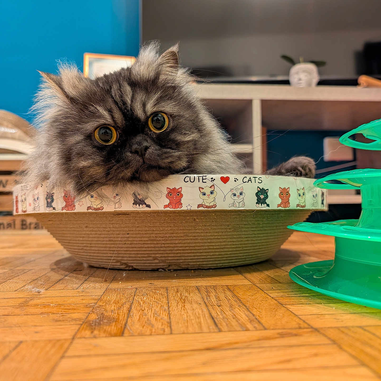 Ta Keo a rejoint le concours — aidez-le/la à gagner de superbes lots ! animal, architecture, box, building, cat, couch, face, furniture, hardwood, head, indoors, interiordesign, kitten, livingroom, manx, person, pet, plywood, shelf, wood