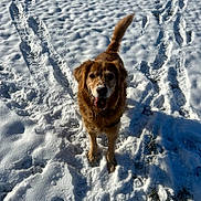 Georgia is registered to the contest to win money with this photo: dog, golden_retriever, snow, animal, pet, outdoor, winter, happy, canine, fur, nature, playful, footprints, sunlight, tail, cold, muzzle, park, ground, daytime