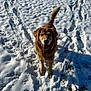 dog, golden_retriever, snow, animal, pet, outdoor, winter, happy, canine, fur, nature, playful, footprints, sunlight, tail, cold, muzzle, park, ground, daytime