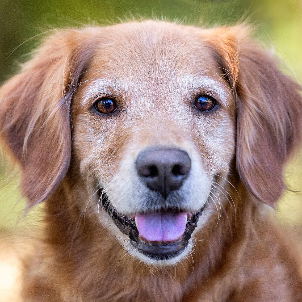 Georgia is registered to the contest to win money with this photo: animal, blurred_background, canine, close_up, dog, domestic_animal, ears, face, friendly, fur, golden_retriever, happy, looking_at_camera, mammal, nature, outdoor, pet, portrait, smiling, tongue_out