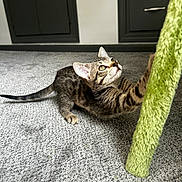 Evie joined the competition — help win amazing prizes! kitten, cat, tabby, playing, carpet, indoor, furniture, curious, paws, stretching, green, fuzzy, pet, young, cute, whiskers, ears, tail, floor, cabinet