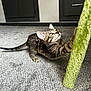 kitten, cat, tabby, playing, carpet, indoor, furniture, curious, paws, stretching, green, fuzzy, pet, young, cute, whiskers, ears, tail, floor, cabinet