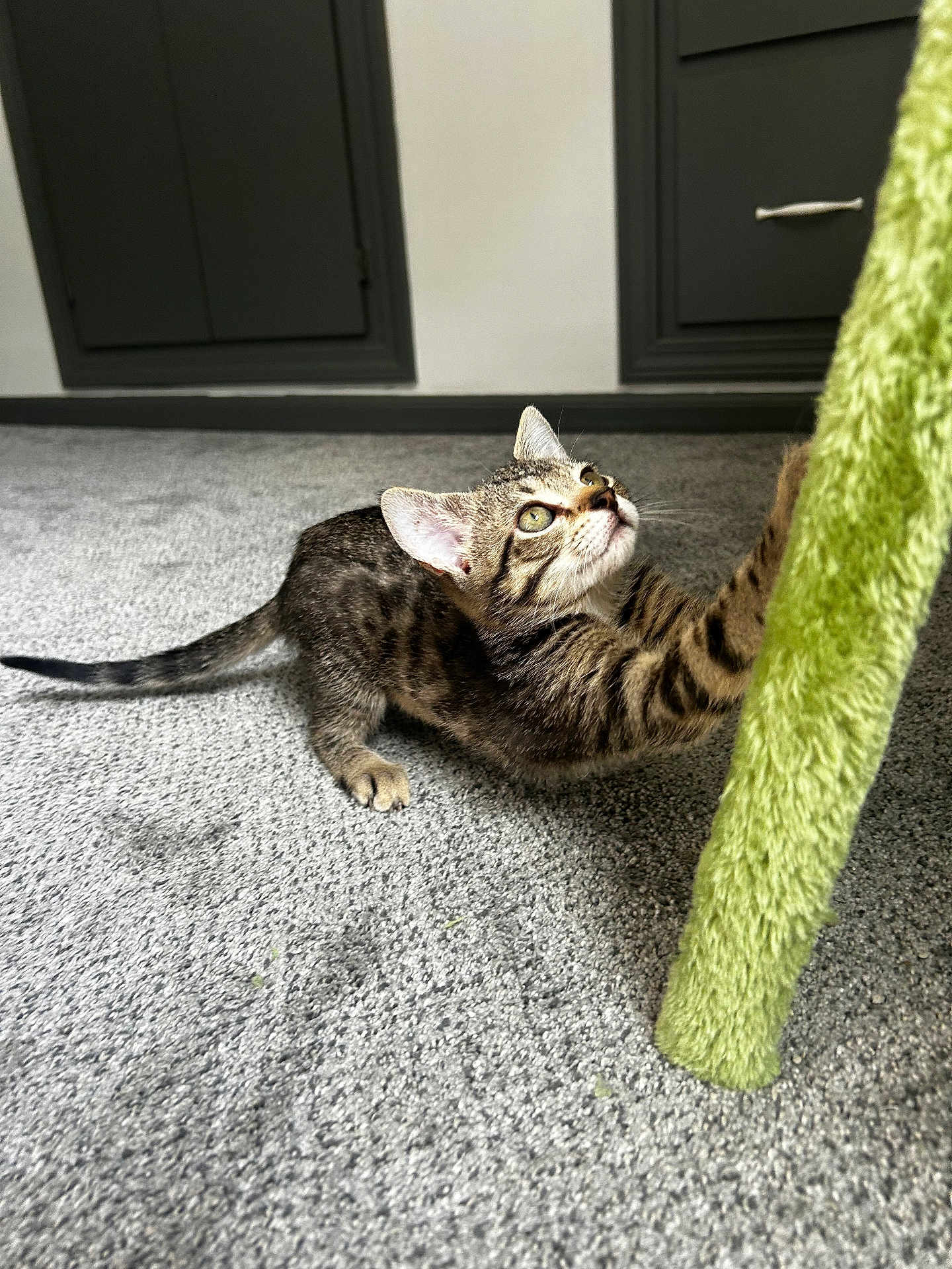 Evie joined the competition — help win amazing prizes! kitten, cat, tabby, playing, carpet, indoor, furniture, curious, paws, stretching, green, fuzzy, pet, young, cute, whiskers, ears, tail, floor, cabinet