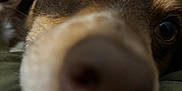 Milo joined the competition — help win amazing prizes! dog, close_up, nose, brown_fur, tan_markings, indoor, curious, face, pet, animal, whiskers, fur, eye, snout, resting, green_cloth, blurred_background, cute, dominating_frame, portrait