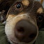 dog, close_up, nose, brown_fur, tan_markings, indoor, curious, face, pet, animal, whiskers, fur, eye, snout, resting, green_cloth, blurred_background, cute, dominating_frame, portrait