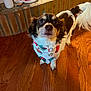 Milo joined the competition — help win amazing prizes! dog, small_dog, bandana, curious, brown_and_white, wooden_floor, indoor, holiday_decor, brick_ledge, pet, fur, ears, tail, looking_up, cute, domestic_animal, mammal, companion, home, festive