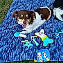 Milo joined the competition — help win amazing prizes! dog, blanket, toy, balloon, grass, outdoor, playful, happy, brown, white, pet, paw_print, star_toy, bone_toy, rope_toy, colorful, relaxed, tongue_out, summer, fun
