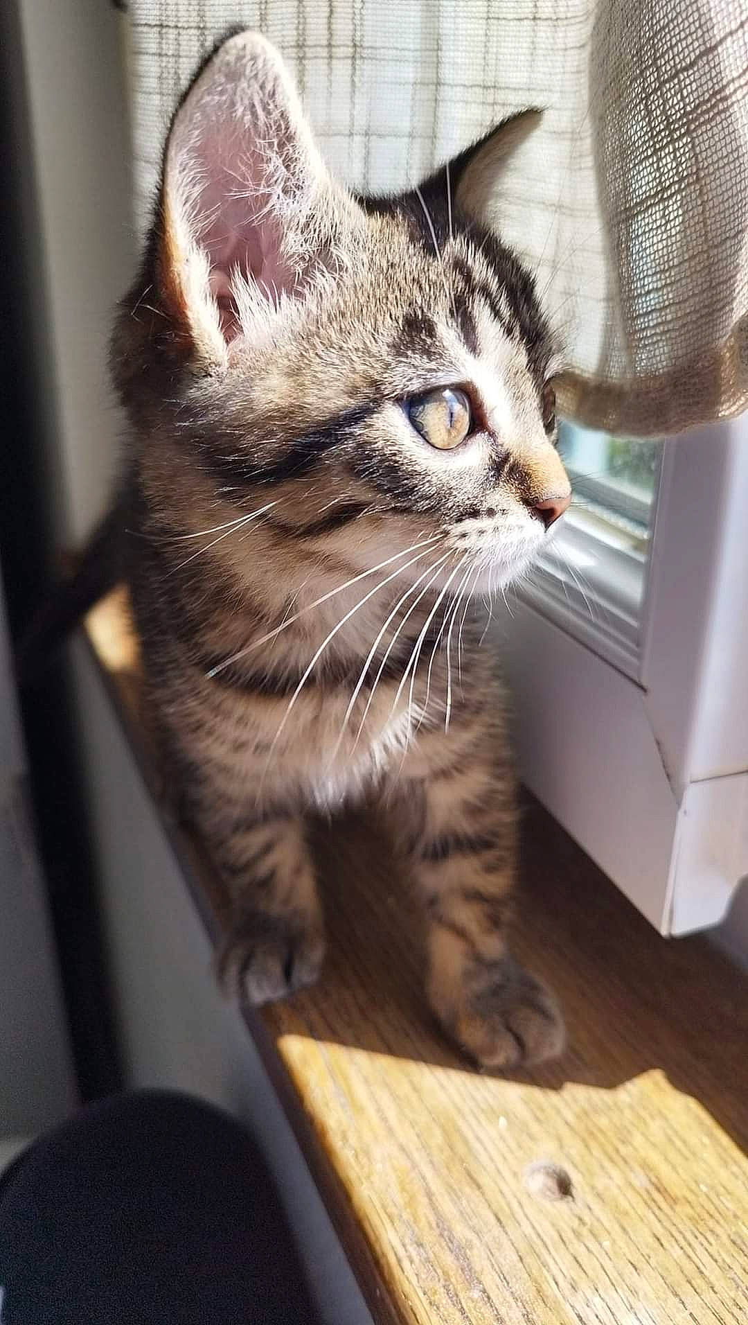 Chachou a rejoint le concours — aidez-le/la à gagner de superbes lots ! box, carnivore, cat, claw, comfort, domestic_short_haired_cat, eye, felidae, flooring, fur, hardwood, paw, sitting, small_to_medium_sized_cats, snout, tail, terrestrial_animal, whiskers, window, wood