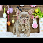 Louie joined the competition — help win amazing prizes! french_bulldog, puppy, dog, easter, decorations, eggs, tulips, flowers, fluffy_surface, cute, animal, pet, indoor, spring, holiday, colorful, background, portrait, small_dog, adorable