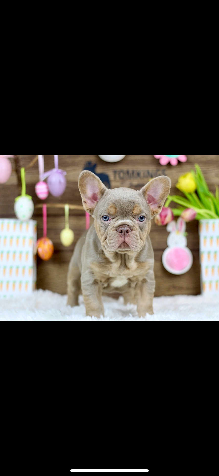 Louie