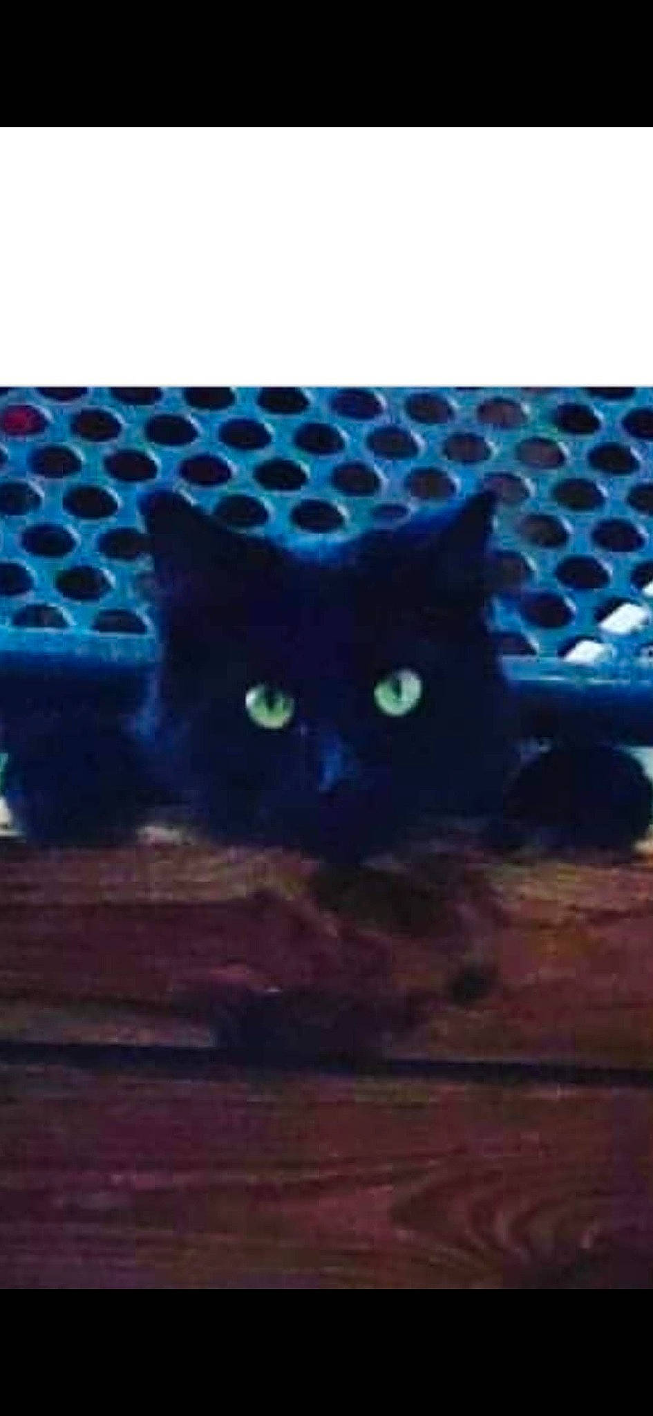 Oreo a rejoint le concours — aidez-le/la à gagner de superbes lots ! black, black_cat, blue, bombay, carnivore, cat, design, domestic_short_haired_cat, electric_blue, eye, felidae, kitten, light, organism, pattern, sky, small_to_medium_sized_cats, snapshot, snout, whiskers