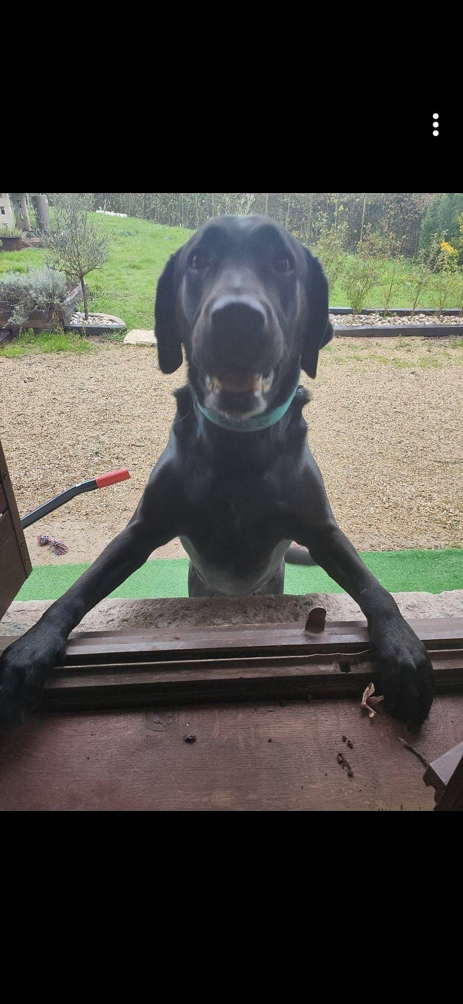 Junior a rejoint le concours — aidez-le/la à gagner de superbes lots ! blue_lacy, borador, canidae, carnivore, dog, dog_breed, german_shorthaired_pointer, guard_dog, hunting_dog, labrador_retriever, pointer, pointing_breed, retriever, snout, sporting_group, weimaraner