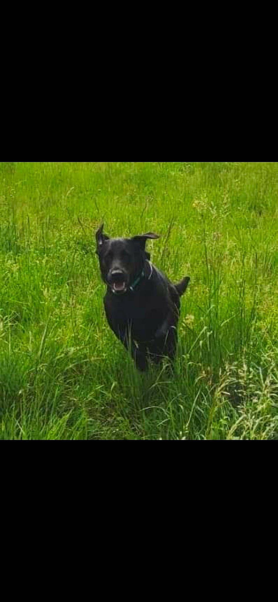 Junior participe au concours pour gagner de l'argent avec cette photo : canidae, canis_panther, carnivore, dog, dog_breed, grass, guard_dog, labrador_retriever, mammal, non_sporting_group, patterdale_terrier, plant, sporting_group, terrier, vertebrate