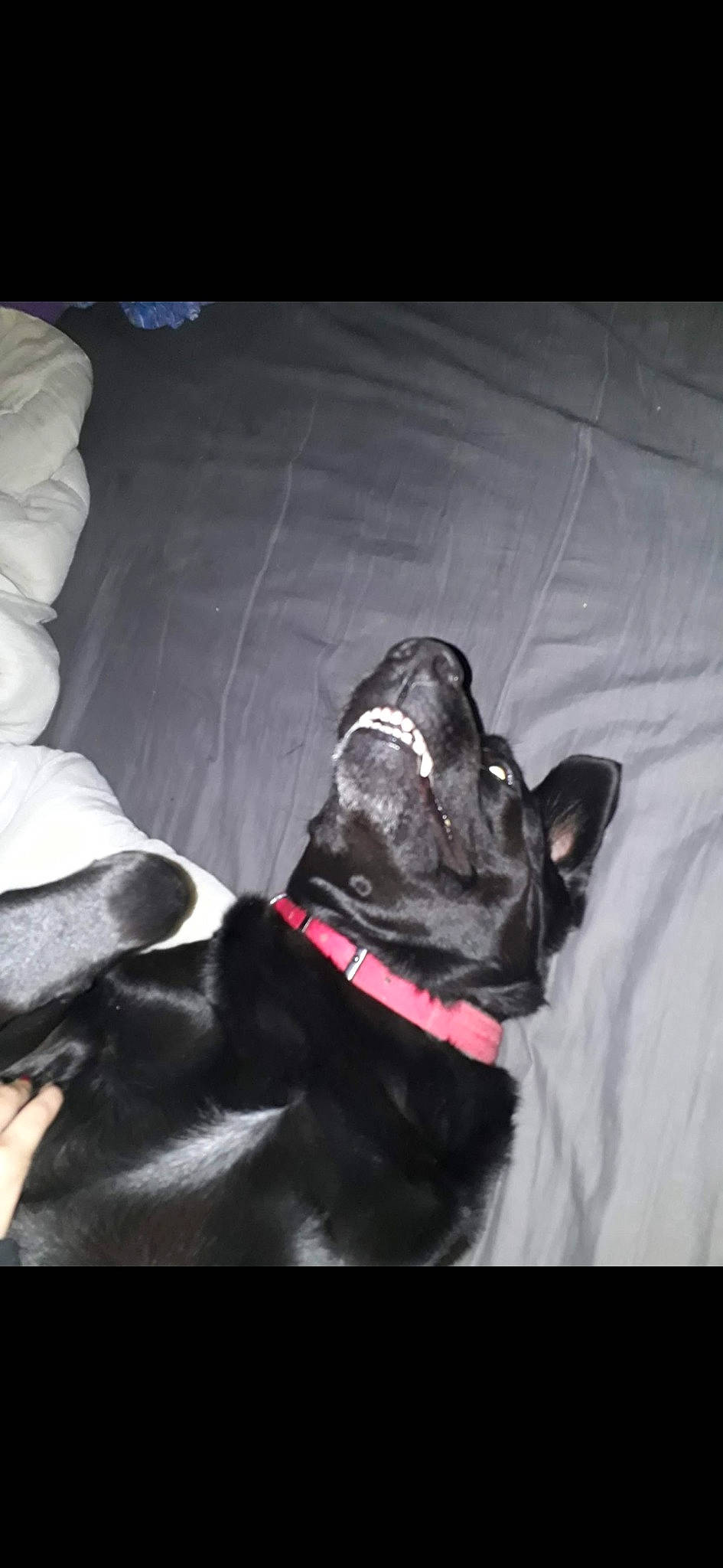 Junior participe au concours pour gagner de l'argent avec cette photo : canidae, carnivore, companion_dog, dog, dog_breed, fawn, french_bulldog, guard_dog, non_sporting_group, snout, sporting_group