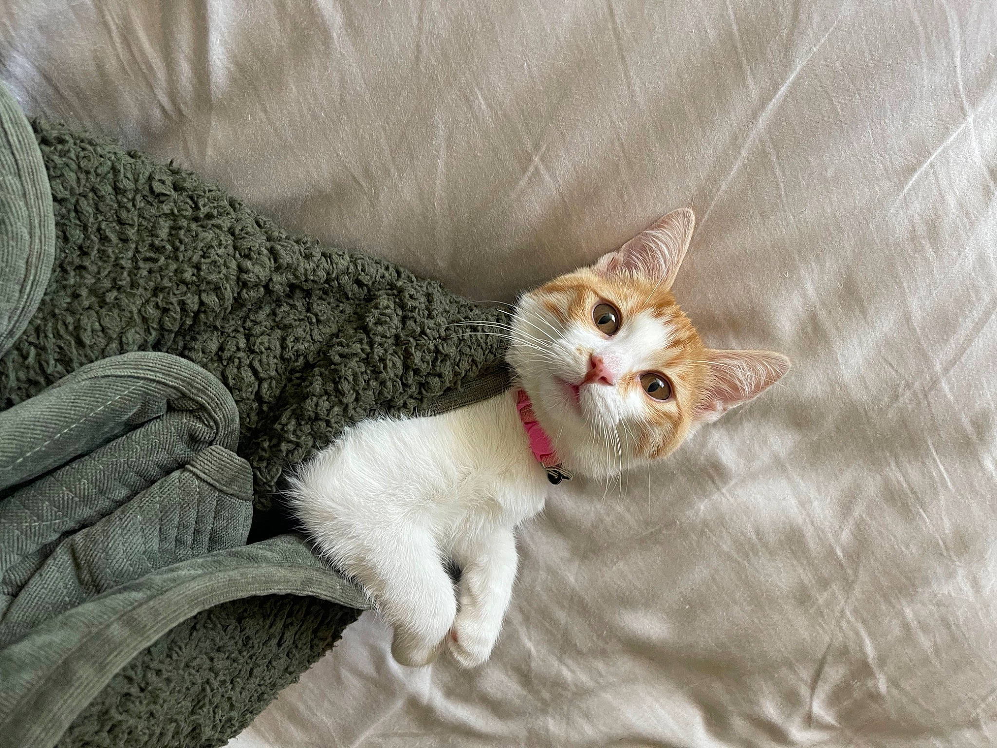 Gina is registered to the contest to win money with this photo: bedding, carnivore, cat, cat_supply, comfort, couch, domestic_short_haired_cat, fawn, felidae, fur, grey, linens, paw, sitting, sleeve, small_to_medium_sized_cats, snout, tail, terrestrial_animal, whiskers