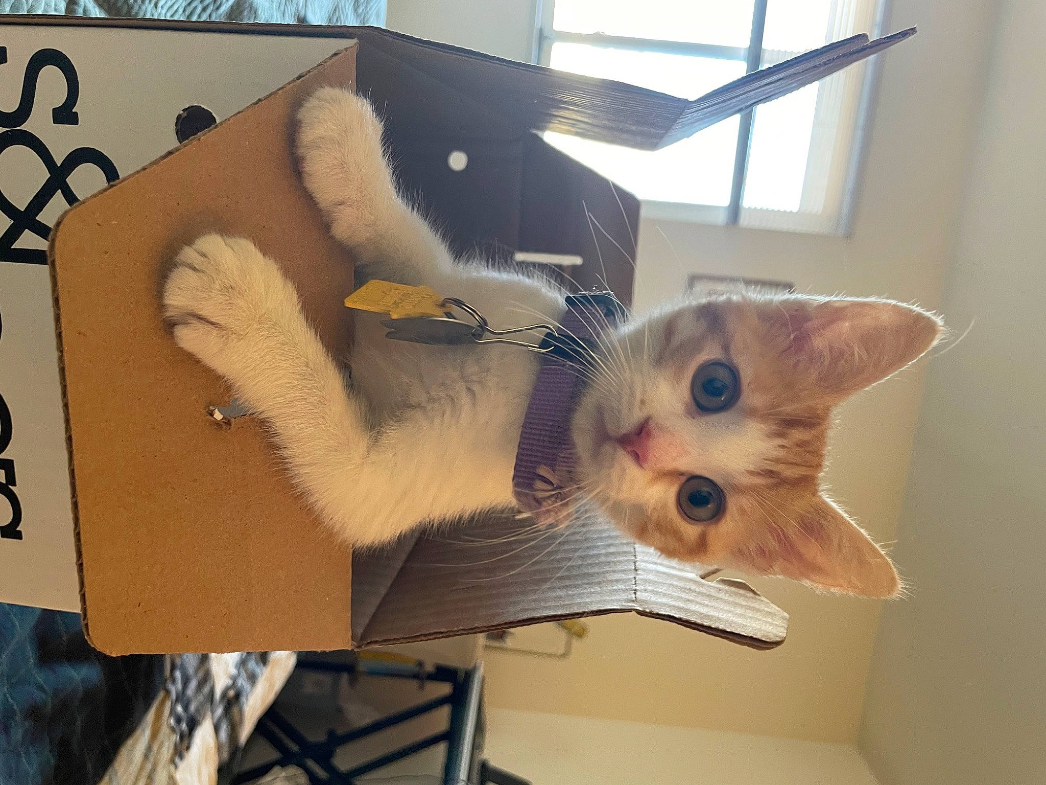 Gina joined the competition — help win amazing prizes! box, cardboard, carnivore, carton, cat, domestic_short_haired_cat, fawn, felidae, fur, paper_product, paw, refrigerator, room, service, shelf, shipping_box, small_to_medium_sized_cats, tail, whiskers, window
