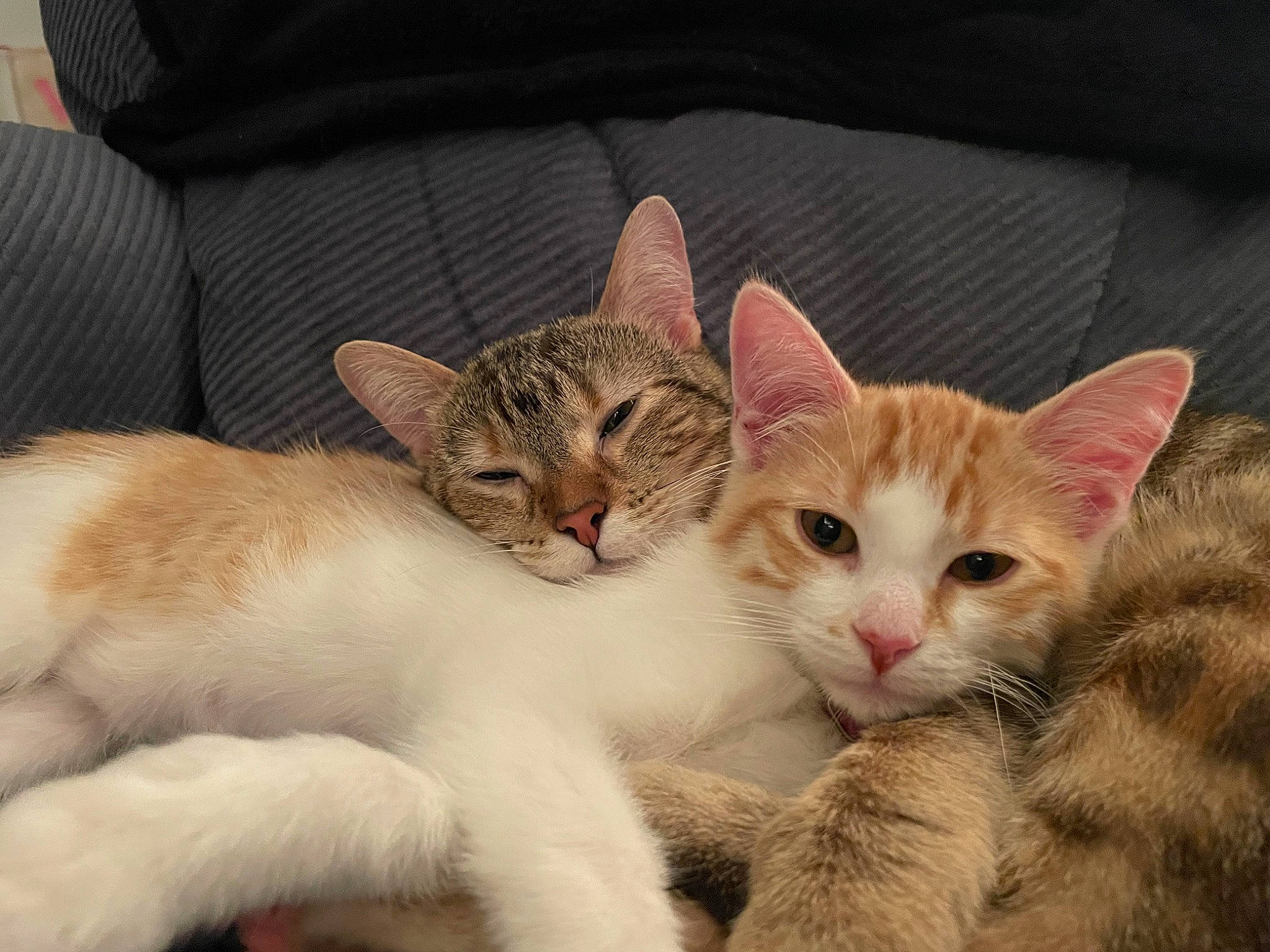 Gina is registered to the contest to win money with this photo: carnivore, cat, cat_furniture, cat_supply, claw, comfort, couch, domestic_short_haired_cat, eye, fawn, felidae, fur, nap, paw, photo_caption, small_to_medium_sized_cats, snout, tail, whiskers