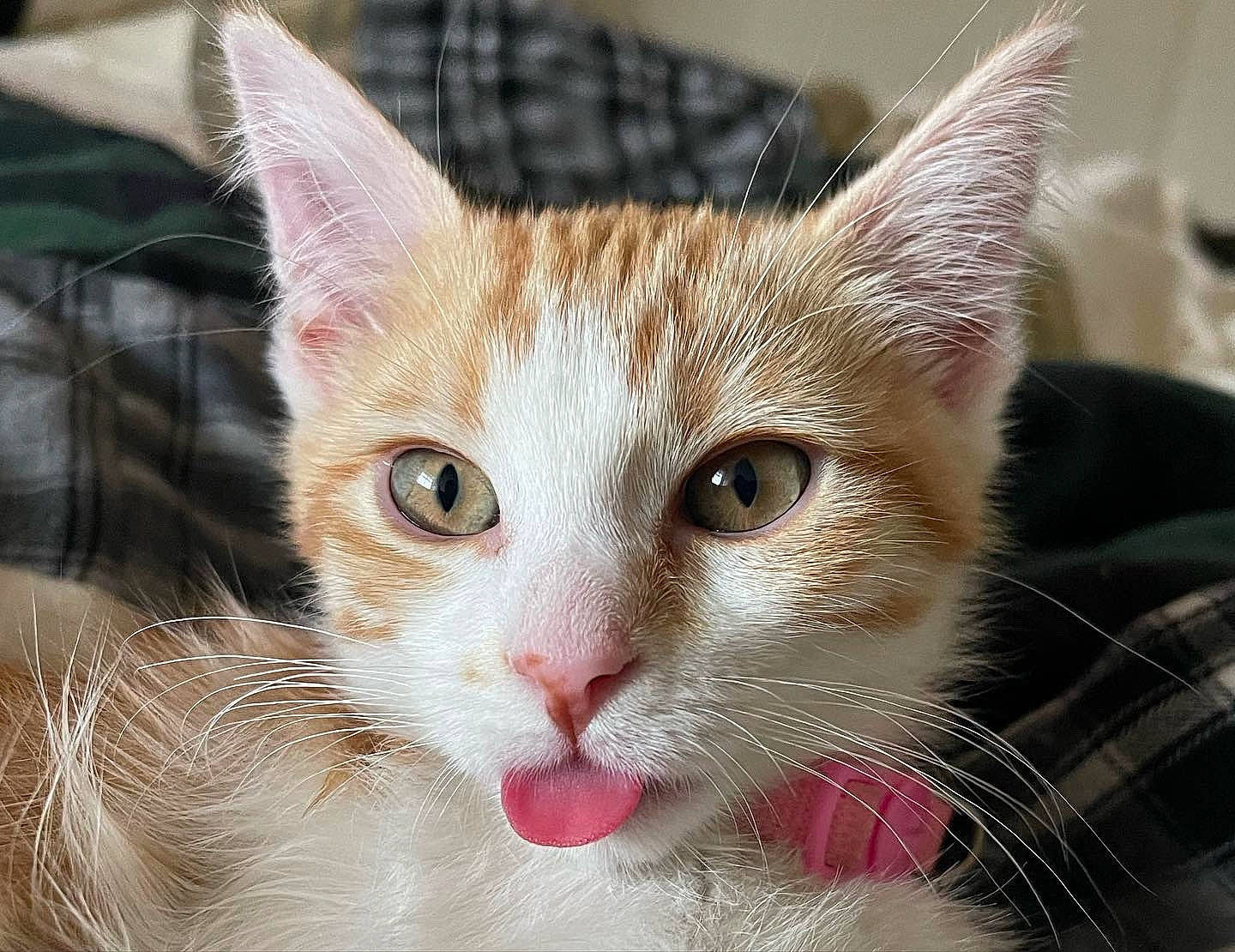 Gina joined the competition — help win amazing prizes! carnivore, cat, claw, collar, domestic_short_haired_cat, ear, fawn, felidae, fur, iris, pattern, paw, pet_supply, small_to_medium_sized_cats, snout, tail, terrestrial_animal, tree, whiskers, window