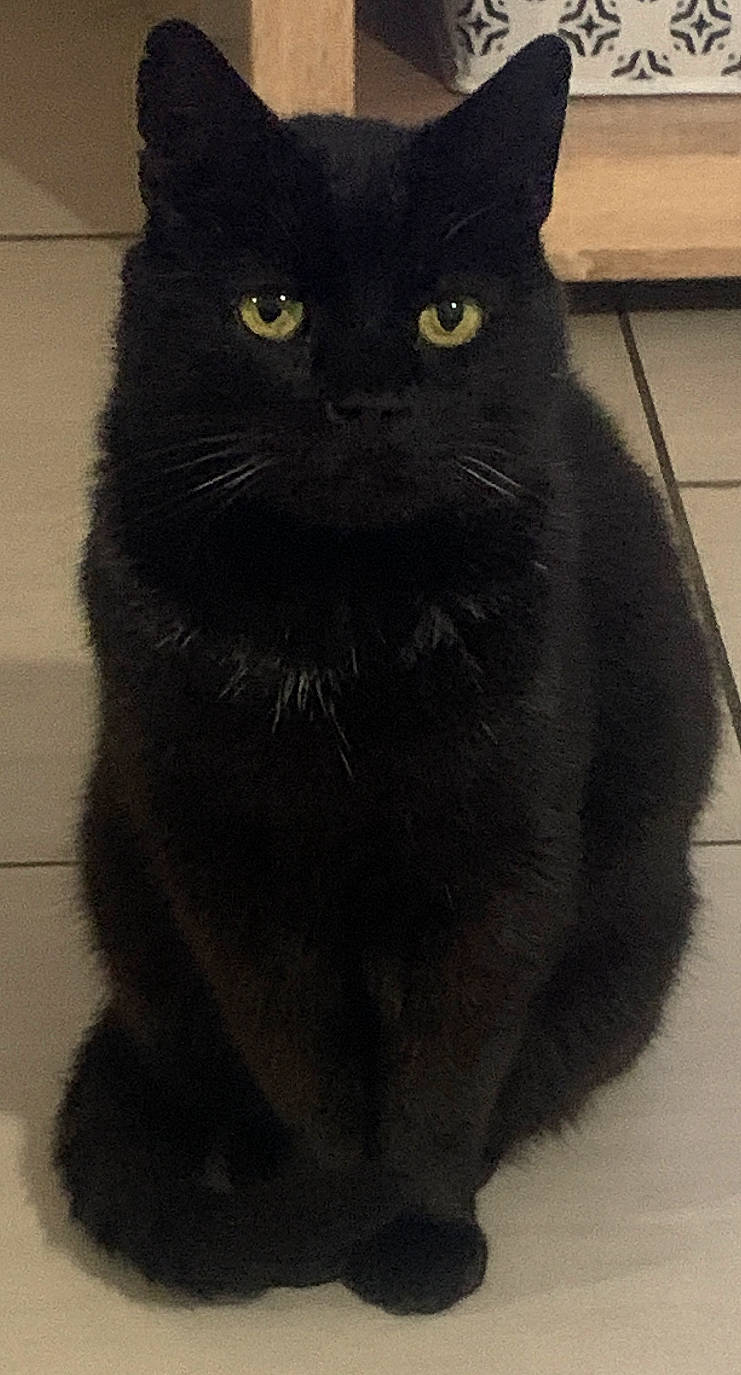 Dexter participe au concours pour gagner de l'argent avec cette photo : black_cat, carnivore, cat, domestic_short_haired_cat, felidae, fur, small_to_medium_sized_cats, snout, tail, terrestrial_animal, whiskers