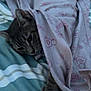 Ciara is registered to the contest to win money with this photo: baby_toddler_clothing, bed_sheet, bedding, blanket, carnivore, cat, comfort, domestic_short_haired_cat, felidae, fur, grey, linens, magenta, pattern, peach, sleeve, small_to_medium_sized_cats, t_shirt, textile, whiskers