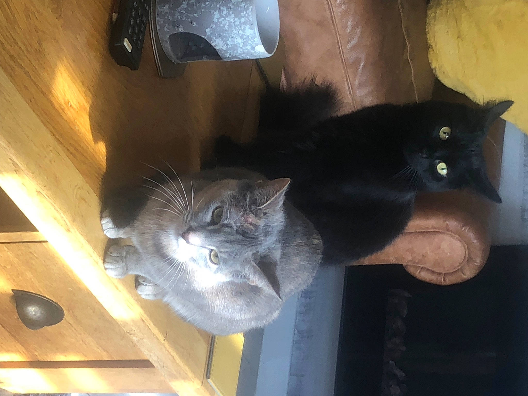 Bubaloo joined the competition — help win amazing prizes! carnivore, cat, cat_supply, domestic_short_haired_cat, felidae, fur, grey, room, russian_blue, small_to_medium_sized_cats, tail, whiskers