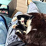 Sandalphan joined the competition — help win amazing prizes! cat, black_and_white_cat, pet, lap, stretching, paw, indoor, cozy, blanket, person, clothing, furniture, table, floor, relaxation, home, curious, animal, whiskers, pink_nose