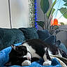 Sandalphan is registered to the contest to win money with this photo: cat, black_and_white_cat, resting, blue_blanket, teal_couch, indoor, houseplant, window, natural_light, green_leaves, cozy, relaxing, feline, pet, living_room, soft_texture, sunset, comfortable, domestic_animal, home_decor