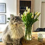 Gazo a rejoint le concours — aidez-le/la à gagner de superbes lots ! cat, fluffy_cat, gray_cat, tulips, flower_vase, wooden_table, candle, indoor, plant, greenery, decor, furniture, pet, curious, sitting, cozy, natural_light, home, tabletop, still_life