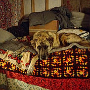 Trump joined the competition — help win amazing prizes! dog, bed, blanket, quilt, tapestry, wood, indoor, resting, animal, brown, beige, pattern, cozy, furniture, relaxed, canine, pillow, fabric, room, laying