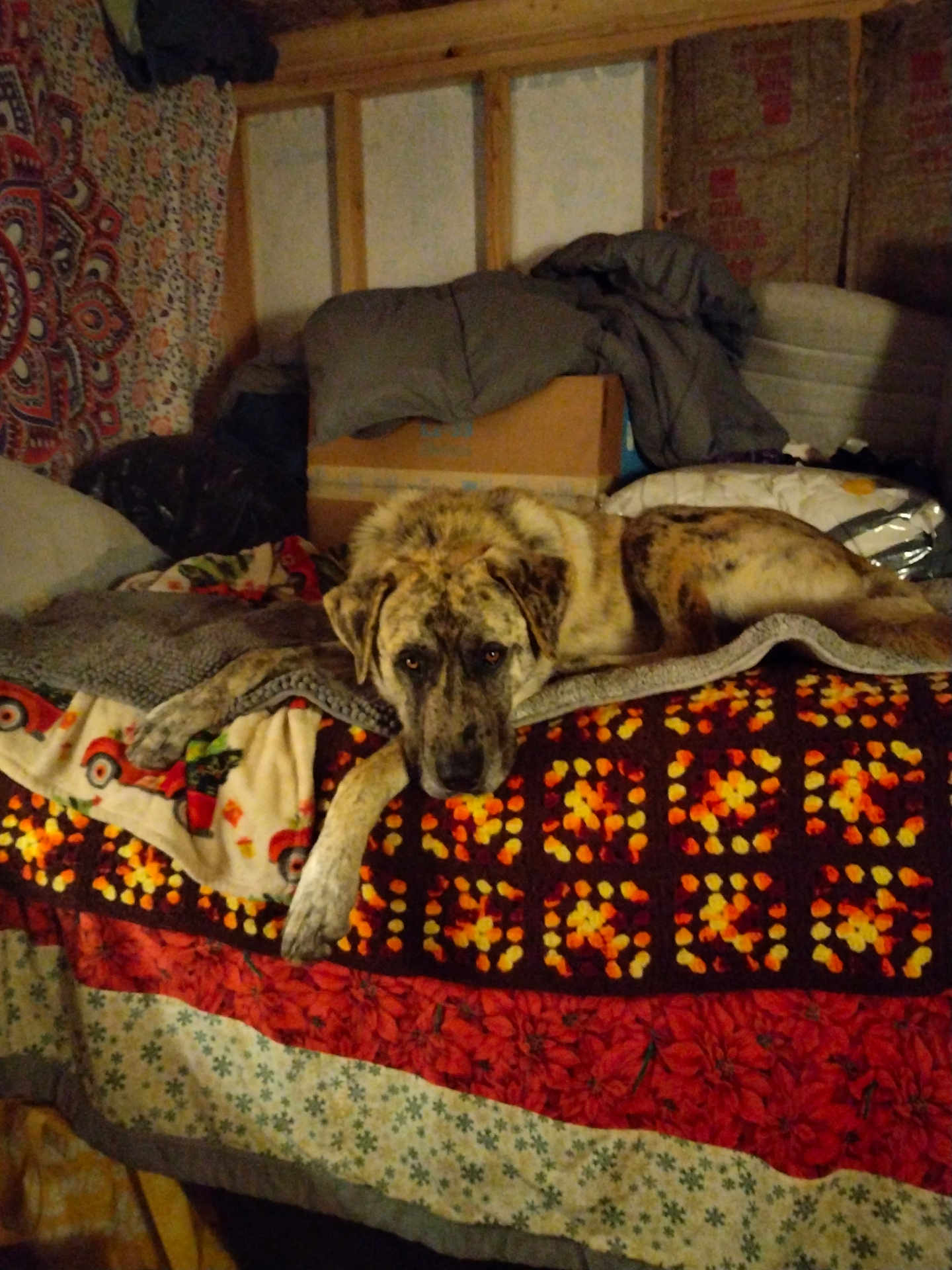 Trump joined the competition — help win amazing prizes! dog, bed, blanket, quilt, tapestry, wood, indoor, resting, animal, brown, beige, pattern, cozy, furniture, relaxed, canine, pillow, fabric, room, laying