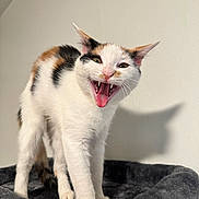 Moomoo joined the competition — help win amazing prizes! animal, bed, calico, cat, closeup, cozy, ears, feline, fur, happy, indoor, mouth_open, pet, playful, shadow, standing, teeth, tongue, wall, whiskers