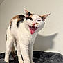 animal, bed, calico, cat, closeup, cozy, ears, feline, fur, happy, indoor, mouth_open, pet, playful, shadow, standing, teeth, tongue, wall, whiskers