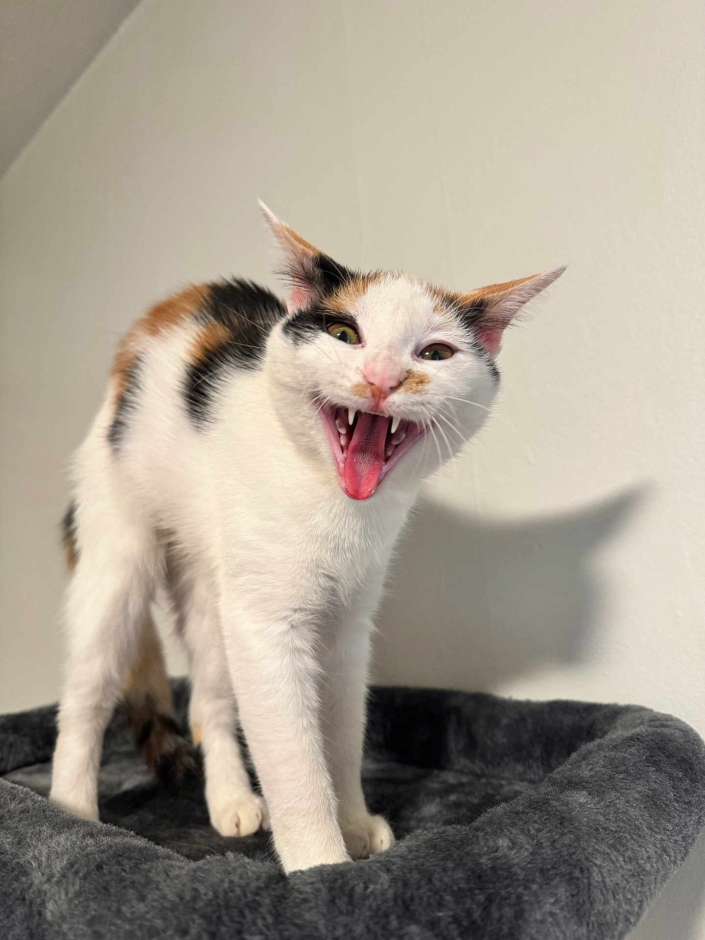 Moomoo