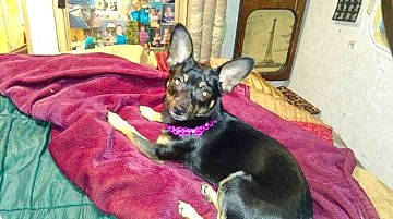 Cricket joined the competition — help win amazing prizes! canidae, carnivore, comfort, companion_dog, dog, dog_breed, dog_supply, ear, fawn, fur, liver, picture_frame, prazsky_krysarik, russkiy_toy, snout, sporting_group, terrestrial_animal, toy_dog, whiskers, working_animal