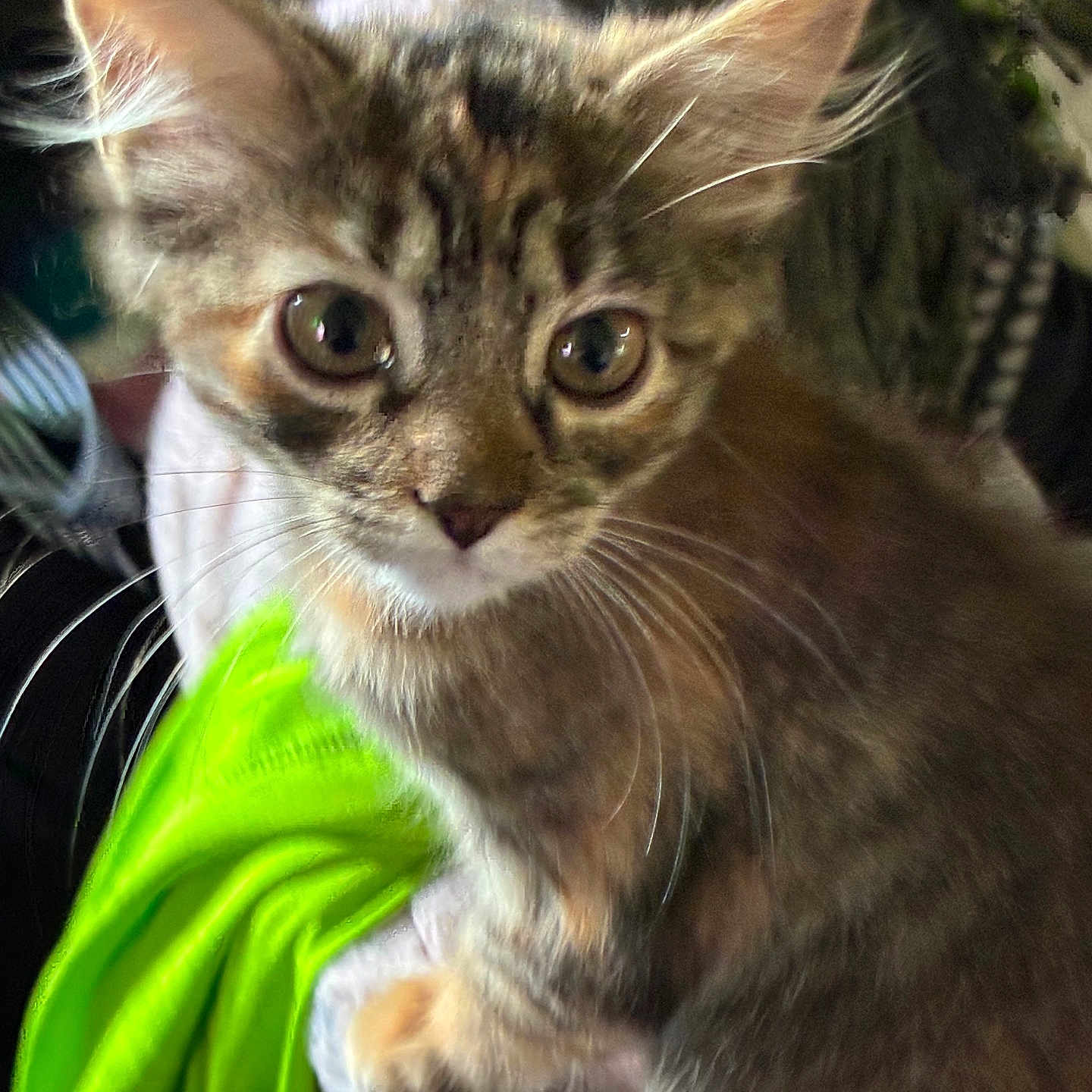 Mystie Grey is registered to the contest to win money with this photo: animal, background, cat, close_up, curious, cute, domestic, ears, eyes, feline, fur, green_fabric, indoor, kitten, pet, portrait, soft, texture, whiskers, young