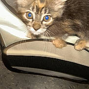 Mystie Grey is registered to the contest to win money with this photo: kitten, cat, animal, pet, feline, closeup, indoor, curious, fur, ears, whiskers, eyes, paws, furniture, floor, texture, brown, tabby, young, candid