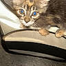 kitten, cat, animal, pet, feline, closeup, indoor, curious, fur, ears, whiskers, eyes, paws, furniture, floor, texture, brown, tabby, young, candid