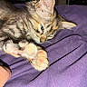 kitten, cat, paw, furry, closeup, purple_blanket, cute, pet, animal, sleepy, stretching, whiskers, soft, feline, indoor, cozy, resting, young_cat, tabby, curious