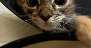 Mystie Grey is registered to the contest to win money with this photo: kitten, cat, close_up, wide_eyes, curious, fur, whiskers, ears, pet, animal, indoor, bag, black, beige, soft, cute, young, feline, exploration, playful