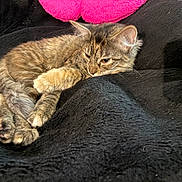 Mystie Grey is registered to the contest to win money with this photo: animal, blanket, cat, comfort, cozy, cute, domestic_animal, feline, fur, indoors, kitten, paw, pet, pink_pillow, relaxed, resting, sleeping, soft, tabby, whiskers